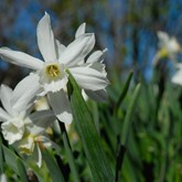 Daffodil